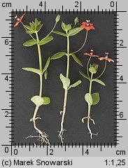 Anagallis arvensis (kurzyślad polny)