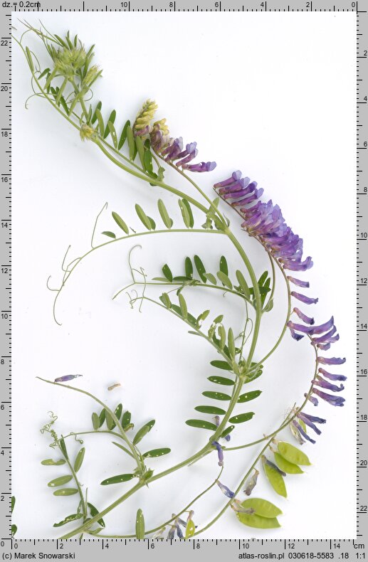 Vicia villosa (wyka kosmata)