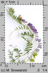 Vicia villosa (wyka kosmata)