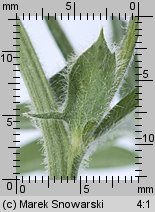Vicia villosa (wyka kosmata)