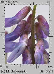 Vicia dasycarpa (wyka pstra)
