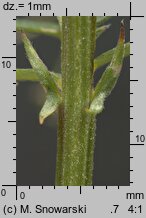 Vicia dasycarpa (wyka pstra)