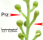 Fumaria officinalis ssp. officinalis (dymnica pospolita typowa)