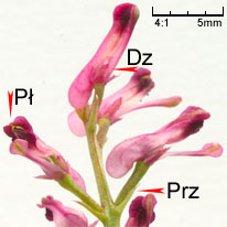 Fumaria officinalis ssp. officinalis (dymnica pospolita typowa)