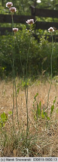 Armeria maritima ssp. elongata (zawciąg pospolity wydłużony)