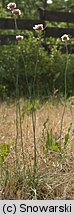 Armeria maritima ssp. elongata (zawciąg pospolity wydłużony)