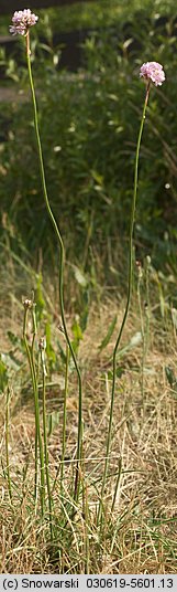 Armeria maritima ssp. elongata (zawciąg pospolity wydłużony)