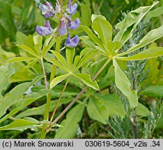 Lupinus polyphyllus (łubin trwały)