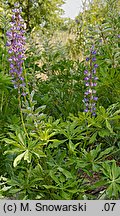 Lupinus polyphyllus (łubin trwały)