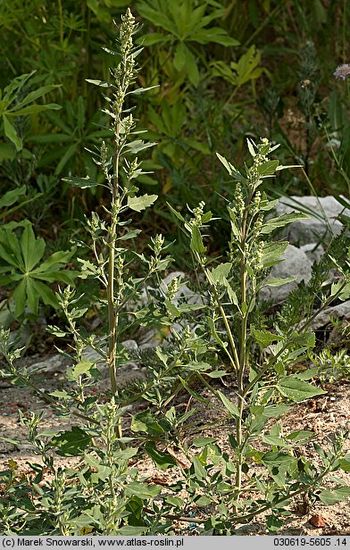 Chenopodium album s.str. (komosa biała s.str.)