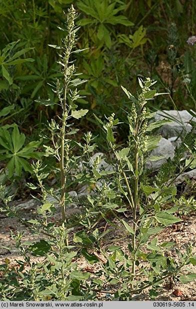 Chenopodium album s.str. (komosa biała (s.str.))