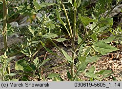 Chenopodium album s.str. (komosa biała (s.str.))