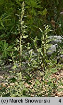 Chenopodium album s.str. (komosa biała s.str.)