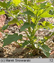 Chenopodium hybridum (komosa wielkolistna)