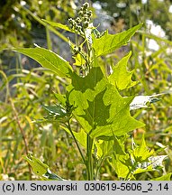 Chenopodium hybridum (komosa wielkolistna)