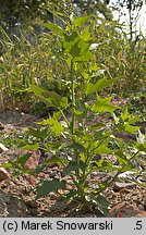 Chenopodium hybridum (komosa wielkolistna)