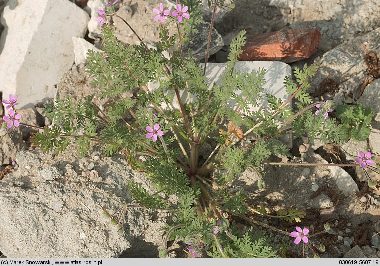 Erodium cicutarium (iglica pospolita)