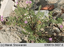 Erodium cicutarium (iglica pospolita)