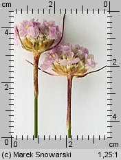 Armeria maritima ssp. elongata (zawciąg pospolity wydłużony)