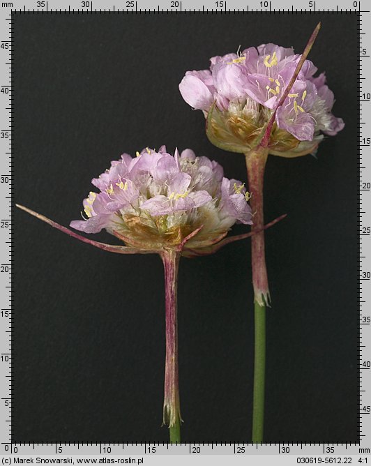 Armeria maritima ssp. elongata (zawciąg pospolity wydłużony)