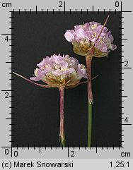 Armeria maritima ssp. elongata (zawciąg pospolity wydłużony)