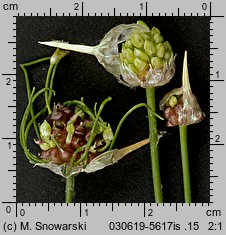 Allium vineale (czosnek winnicowy)