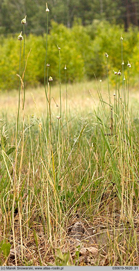 Allium vineale (czosnek winnicowy)