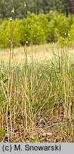 Allium vineale (czosnek winnicowy)