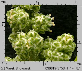 Chenopodium hybridum (komosa wielkolistna)