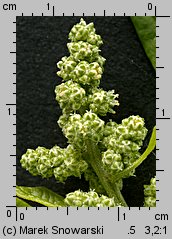 Chenopodium hybridum (komosa wielkolistna)