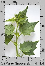 Chenopodium hybridum (komosa wielkolistna)