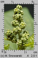 Chenopodium hybridum (komosa wielkolistna)