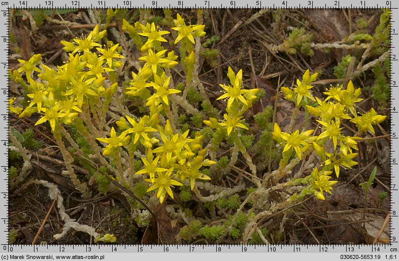 Sedum acre (rozchodnik ostry)