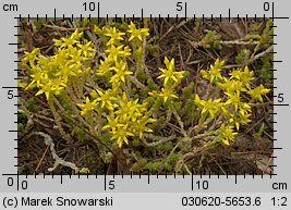 Sedum acre (rozchodnik ostry)