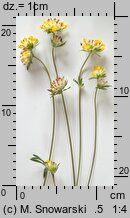 Anthyllis vulneraria ssp. vulneraria (przelot pospolity typowy)