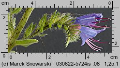 Echium vulgare (żmijowiec zwyczajny)