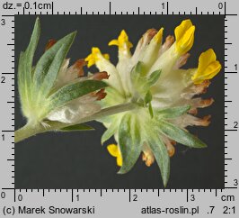 Anthyllis vulneraria ssp. vulneraria (przelot pospolity typowy)