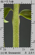 Anthyllis vulneraria ssp. vulneraria (przelot pospolity typowy)