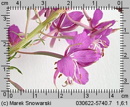 Epilobium angustifolium (wierzbówka kiprzyca)