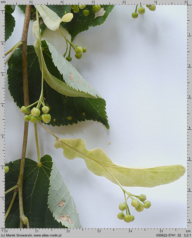 Tilia cordata (lipa drobnolistna)