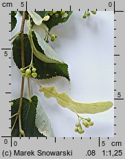 Tilia cordata (lipa drobnolistna)
