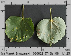 Tilia cordata (lipa drobnolistna)