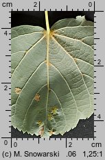 Tilia cordata (lipa drobnolistna)