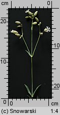 Silene vulgaris (lepnica rozdęta)