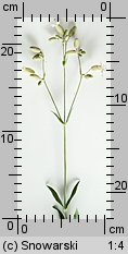 Silene vulgaris (lepnica rozdęta)