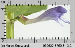 Scutellaria galericulata (tarczyca pospolita)