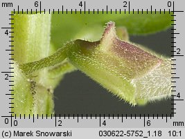 Scutellaria galericulata (tarczyca pospolita)