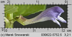 Scutellaria galericulata (tarczyca pospolita)