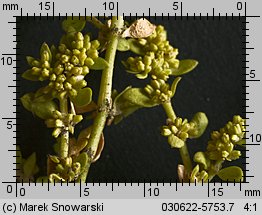 Herniaria glabra (połonicznik nagi)