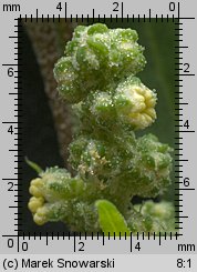 Chenopodium album s.str. (komosa biała s.str.)